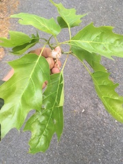 Callirhytis quercusoperator