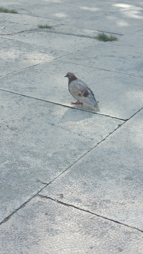 Feral Pigeon