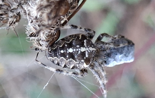 Cross Orbweaver