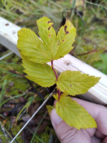 Meadowsweet