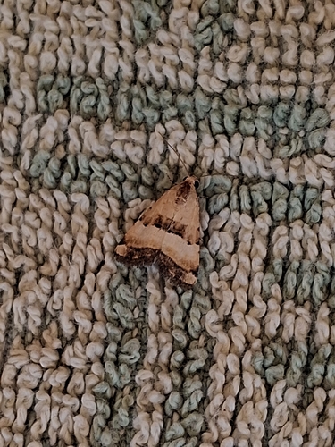 Twoband Ozarba
