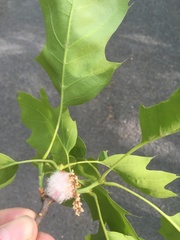 Callirhytis quercusoperator