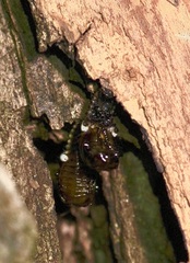 Chrysomela texana