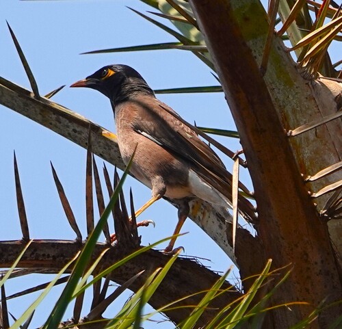 Common Myna