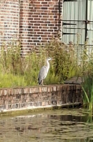 Grey Heron