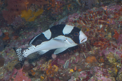 Plectorhinchus picus observed 2026-09-15