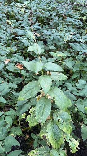 Campanula latifolia, 2026-09-15