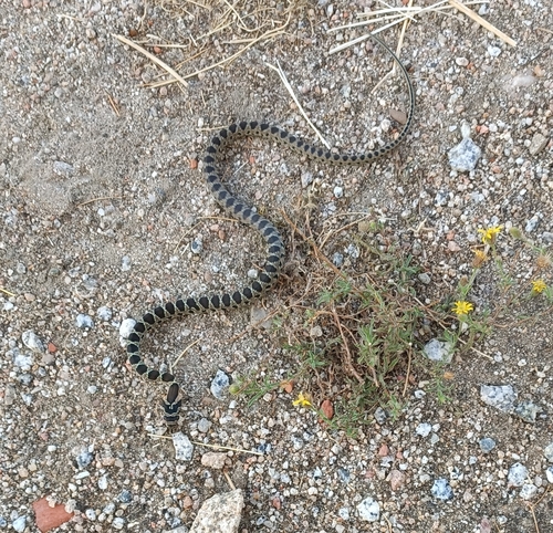 Horseshoe Whip Snake