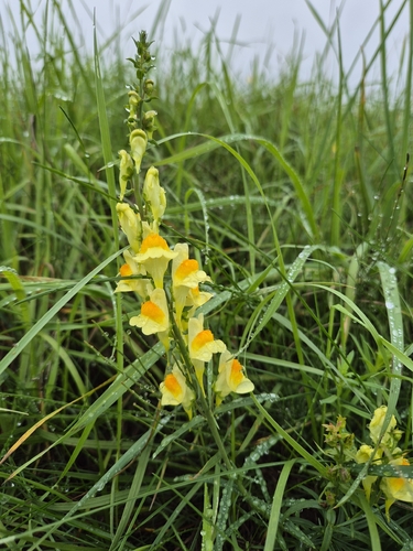 common toadflax