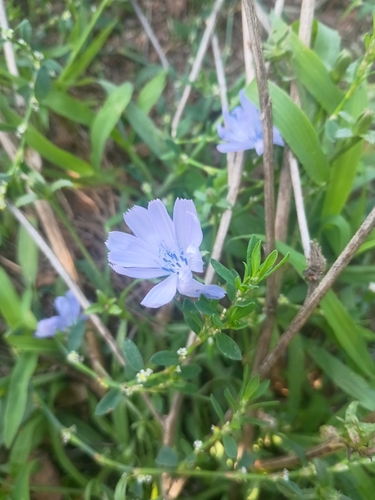 chicory