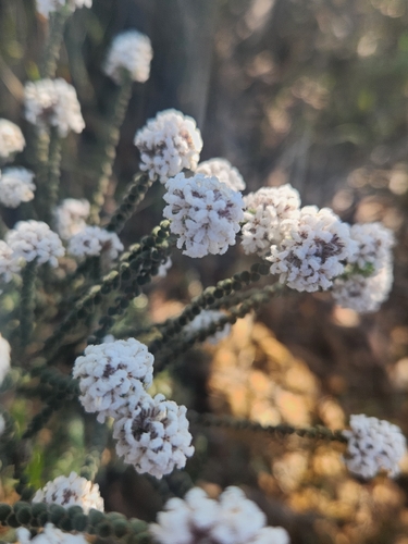 Leucopogon gibbosus, 2026-09-16