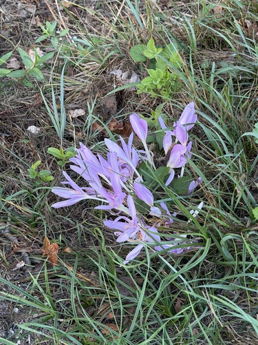 Autumn Crocus
