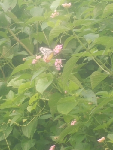 Common Jezebel