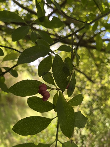 Spindle