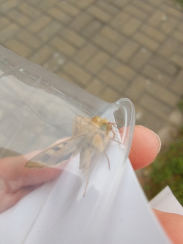 Cotton Bollworm Moth