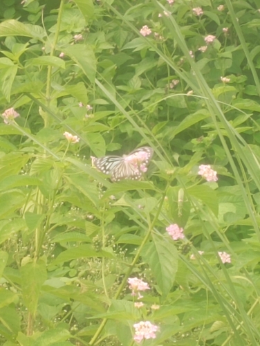 Common Wanderer