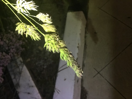 orchard grass