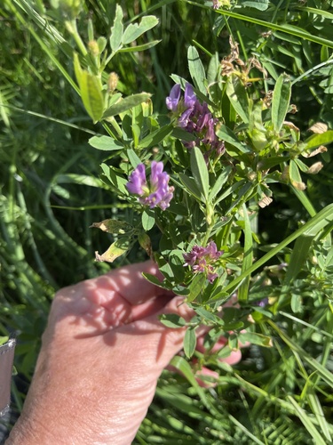 Alfalfa