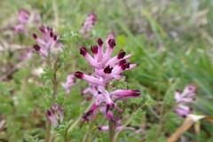 Fumaria bastardii