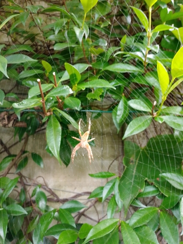 Cross Orbweaver