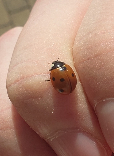 Seven-spotted Lady Beetle