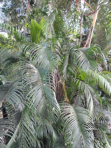 Areca Palm