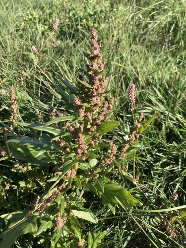 red pigweed