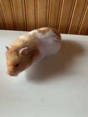 Mesocricetus auratus