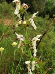 Stachys recta