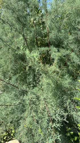 French tamarisk