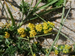 Galium arenarium