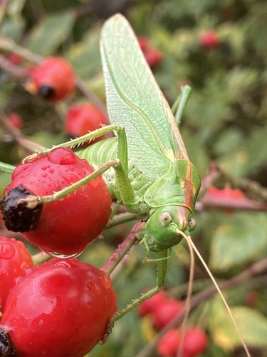 Great Green Bush-cricket