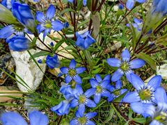 Gentianella moorcroftiana