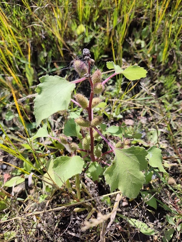 common cocklebur
