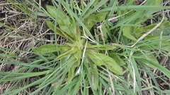 Picris japonica kamtschatica