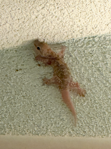 Mediterranean House Gecko