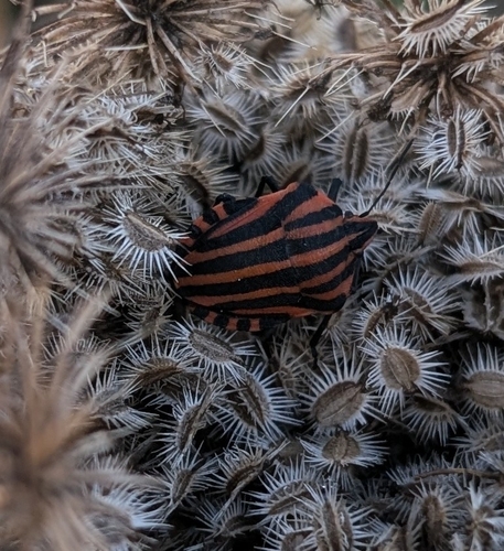 European Striped Shield Bug