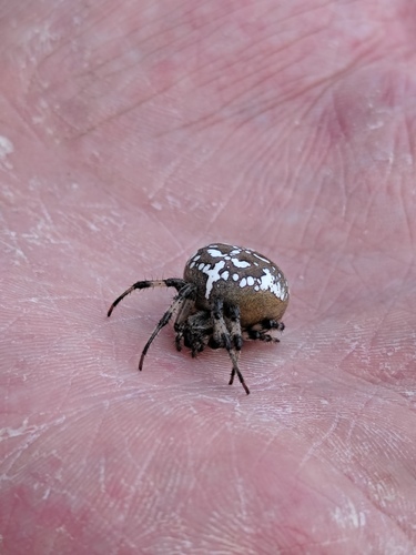 Four-spot Orbweaver