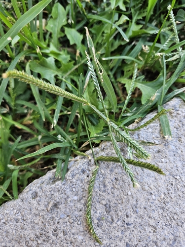 Goose Grass