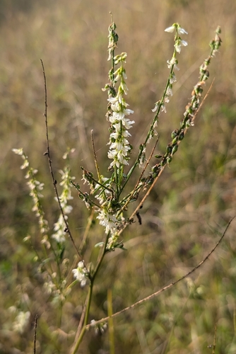 White Sweetclover