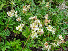 Farinopsis salesoviana