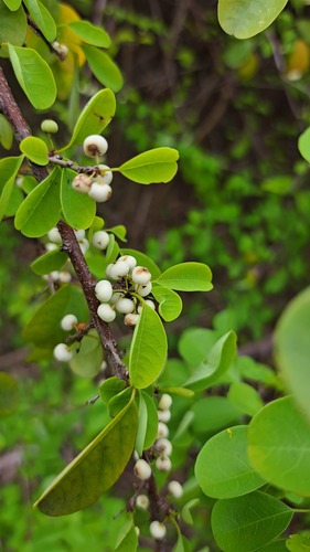 Indian snowberry