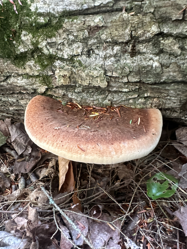Resinous Polypore