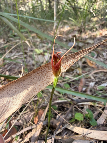 upright maroonhood