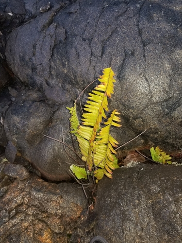 Nephrolepis brownii observed 2026-09-08