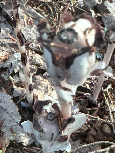 Ghost Pipe