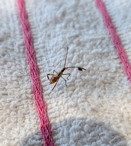 Western Conifer Seed Bug