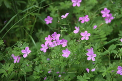 Geranium asphodeloides