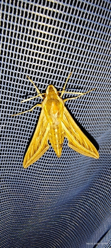 Vine Hawkmoth