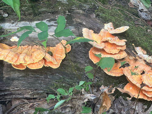 chicken of the woods